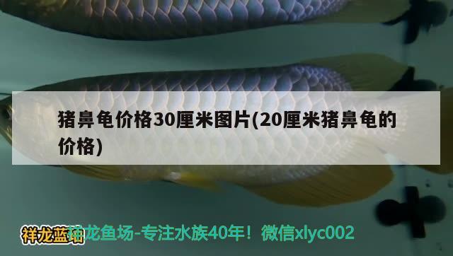 豬鼻龜價格30厘米圖片(20厘米豬鼻龜?shù)膬r格) 豬鼻龜百科