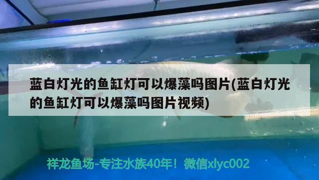 藍(lán)白燈光的魚缸燈可以爆藻嗎圖片(藍(lán)白燈光的魚缸燈可以爆藻嗎圖片視頻) 魚缸風(fēng)水