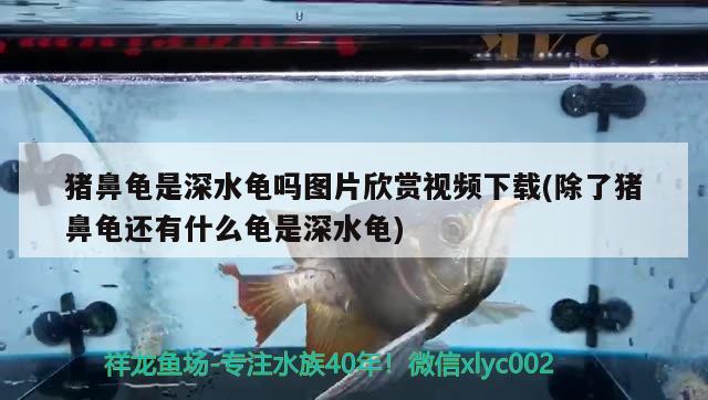 豬鼻龜是深水龜嗎圖片欣賞視頻下載(除了豬鼻龜還有什么龜是深水龜)