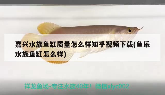 嘉興水族魚缸質(zhì)量怎么樣知乎視頻下載(魚樂水族魚缸怎么樣)