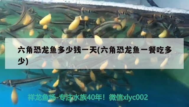 六角恐龍魚多少錢一天(六角恐龍魚一餐吃多少) 三間鼠魚苗