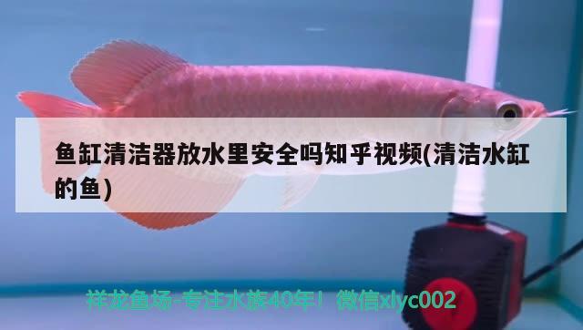 魚缸清潔器放水里安全嗎知乎視頻(清潔水缸的魚) 魚缸風(fēng)水