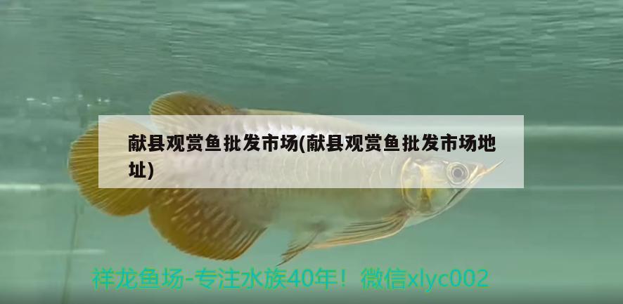 獻縣觀賞魚批發(fā)市場(獻縣觀賞魚批發(fā)市場地址) 觀賞魚批發(fā)