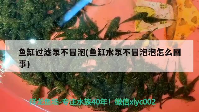 魚缸過濾泵不冒泡(魚缸水泵不冒泡泡怎么回事) 魚缸水泵