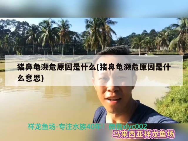 豬鼻龜瀕危原因是什么(豬鼻龜瀕危原因是什么意思)