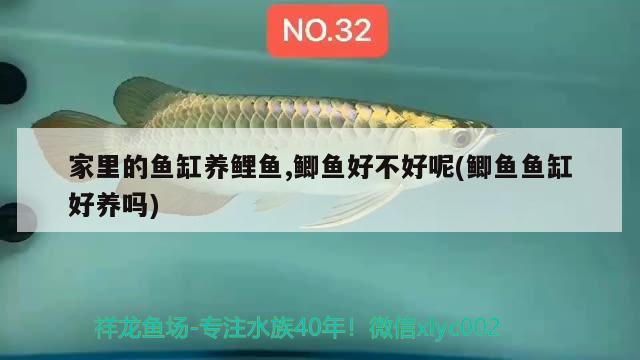 家里的魚(yú)缸養(yǎng)鯉魚(yú),鯽魚(yú)好不好呢(鯽魚(yú)魚(yú)缸好養(yǎng)嗎)