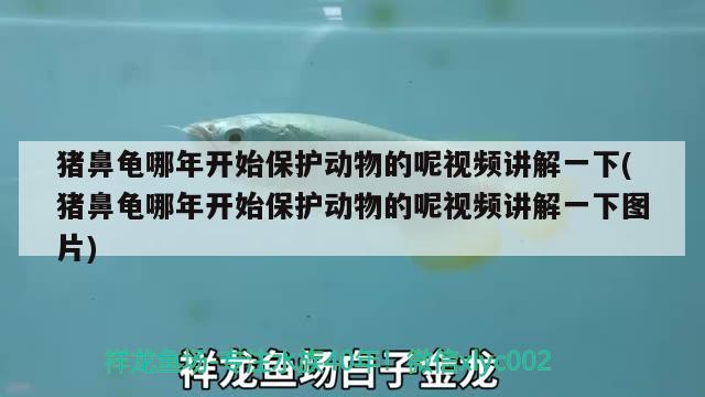 豬鼻龜哪年開始保護(hù)動物的呢視頻講解一下(豬鼻龜哪年開始保護(hù)動物的呢視頻講解一下圖片)