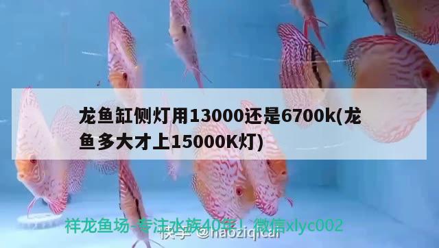 龍魚缸側(cè)燈用13000還是6700k(龍魚多大才上15000K燈)