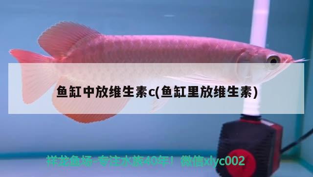 魚缸中放維生素c(魚缸里放維生素) 魚缸風(fēng)水