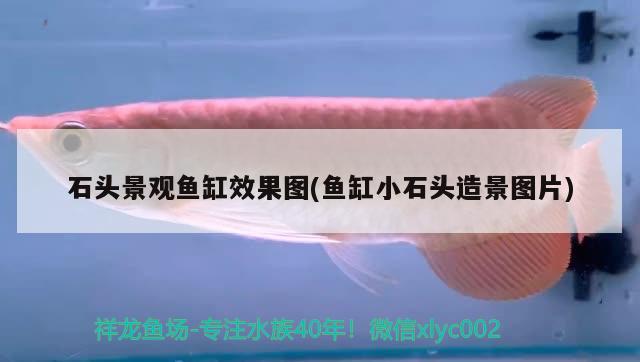 石頭景觀魚缸效果圖(魚缸小石頭造景圖片) 黃金夢(mèng)幻雷龍魚