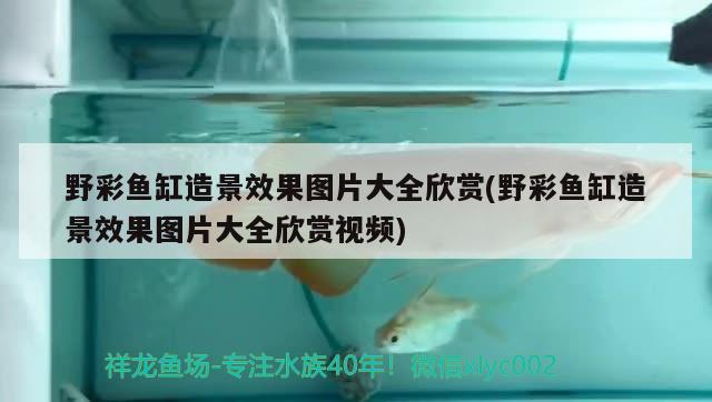 野彩魚缸造景效果圖片大全欣賞(野彩魚缸造景效果圖片大全欣賞視頻) 野彩魚