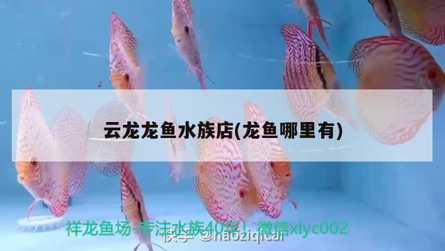 云龍龍魚水族店(龍魚哪里有) 祥龍超血紅龍魚