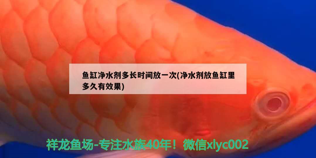 魚缸凈水劑多長時間放一次(凈水劑放魚缸里多久有效果) 魟魚百科