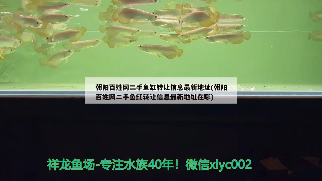 朝陽百姓網(wǎng)二手魚缸轉讓信息最新地址(朝陽百姓網(wǎng)二手魚缸轉讓信息最新地址在哪) 圖騰金龍魚