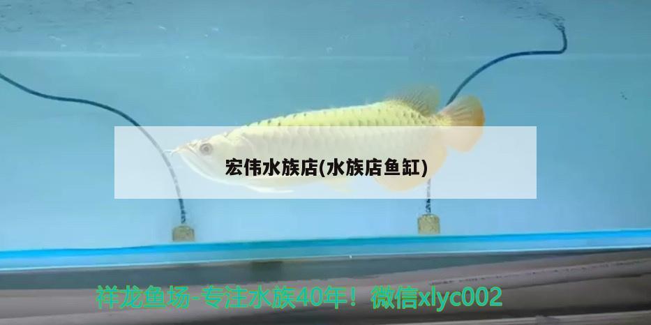 宏偉水族店(水族店魚缸) 魚缸風(fēng)水