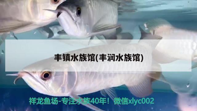 豐鎮(zhèn)水族館(豐潤水族館) 三間鼠魚