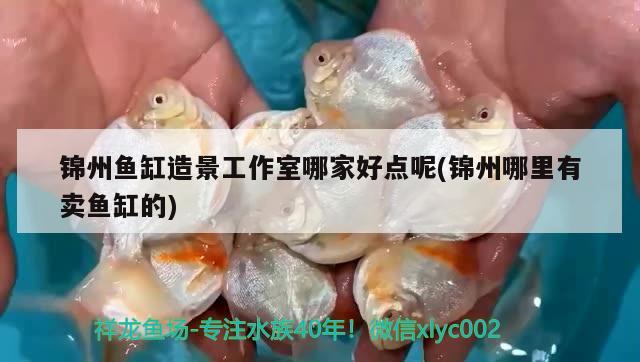 錦州魚(yú)缸造景工作室哪家好點(diǎn)呢(錦州哪里有賣(mài)魚(yú)缸的) 龍魚(yú)批發(fā)