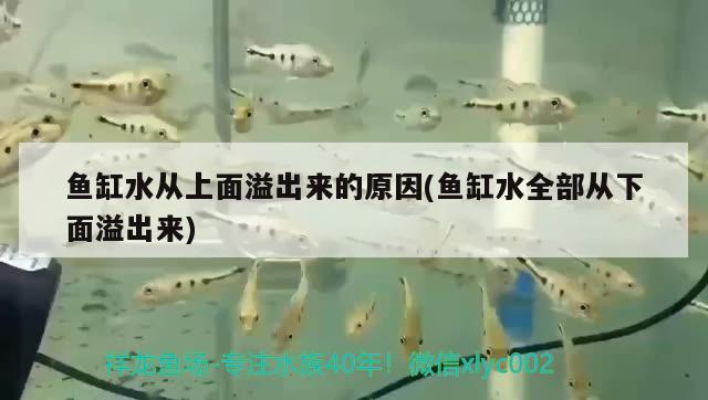 魚缸水從上面溢出來的原因(魚缸水全部從下面溢出來) 黑影道人魚