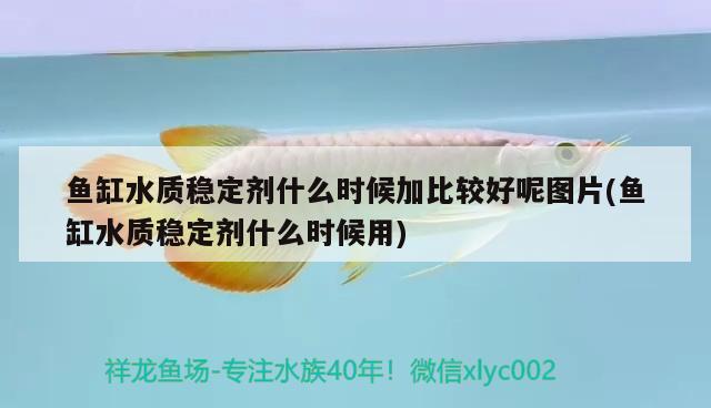 魚缸水質(zhì)穩(wěn)定劑什么時候加比較好呢圖片(魚缸水質(zhì)穩(wěn)定劑什么時候用)