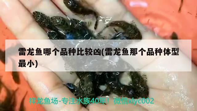 雷龍魚哪個品種比較兇(雷龍魚那個品種體型最小)