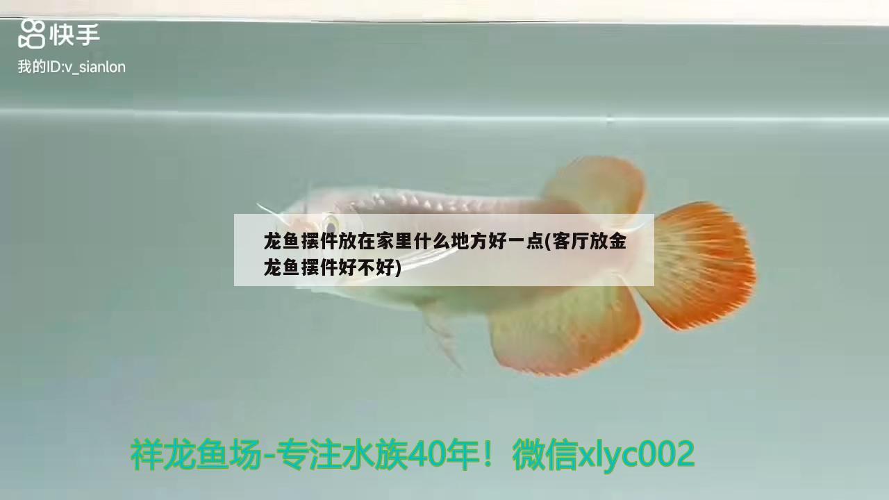 龍魚擺件放在家里什么地方好一點(diǎn)(客廳放金龍魚擺件好不好)