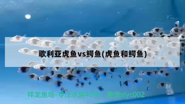 歌利亞虎魚vs鱷魚(虎魚和鱷魚) 虎魚百科