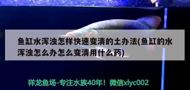 魚缸水渾濁怎樣快速變清的土辦法(魚缸的水渾濁怎么辦怎么變清用什么藥) 魚缸風(fēng)水