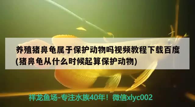 養(yǎng)殖豬鼻龜屬于保護(hù)動物嗎視頻教程下載百度(豬鼻龜從什么時候起算保護(hù)動物) 豬鼻龜百科