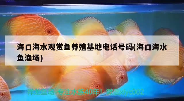 海口海水觀賞魚養(yǎng)殖電話號(hào)碼(?？诤Ｋ~漁場(chǎng)) 海水魚