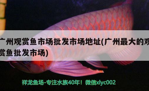 廣州觀賞魚市場批發(fā)市場地址(廣州最大的觀賞魚批發(fā)市場) 觀賞魚批發(fā)