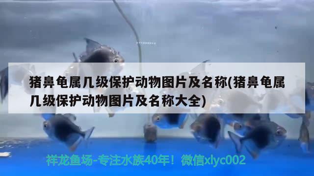 豬鼻龜屬幾級(jí)保護(hù)動(dòng)物圖片及名稱(豬鼻龜屬幾級(jí)保護(hù)動(dòng)物圖片及名稱大全)