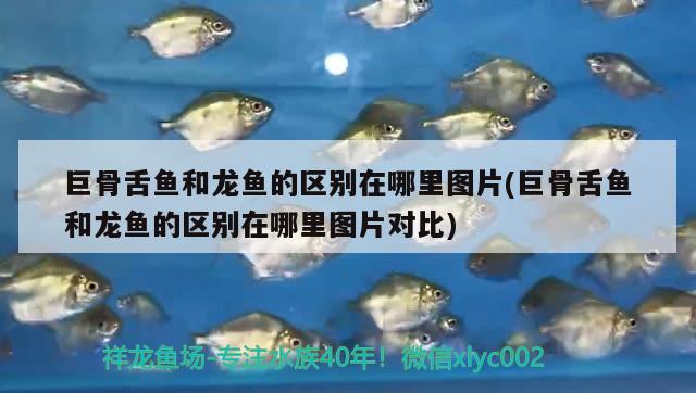 巨骨舌魚(yú)和龍魚(yú)的區(qū)別在哪里圖片(巨骨舌魚(yú)和龍魚(yú)的區(qū)別在哪里圖片對(duì)比) 巨骨舌魚(yú)