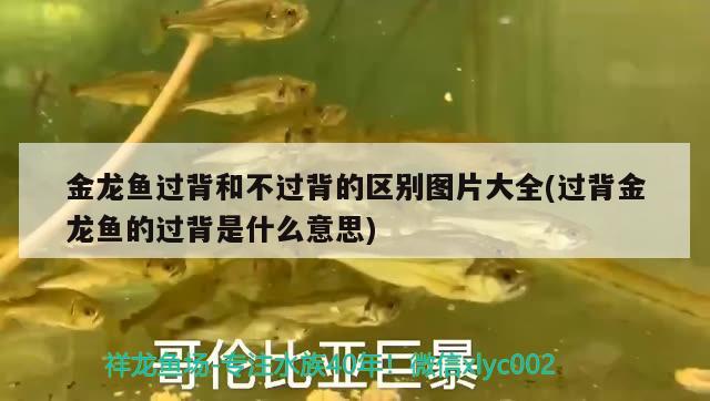 金龍魚過背和不過背的區(qū)別圖片大全(過背金龍魚的過背是什么意思) 金龍魚百科