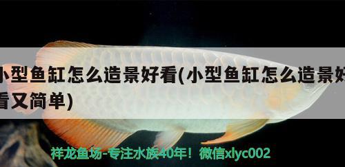 小型魚缸怎么造景好看(小型魚缸怎么造景好看又簡(jiǎn)單) 銀龍魚百科