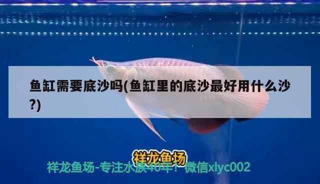 魚缸需要底沙嗎(魚缸里的底沙最好用什么沙？) 黑帝王魟魚