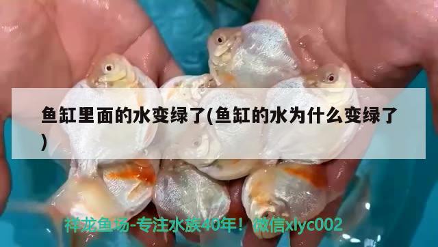 魚缸里面的水變綠了(魚缸的水為什么變綠了) 魚缸風(fēng)水