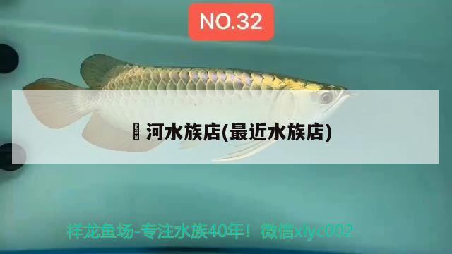 浉河水族店(最近水族店) 大白鯊魚(yú)