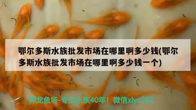 鄂爾多斯水族批發(fā)市場(chǎng)在哪里啊多少錢(qián)(鄂爾多斯水族批發(fā)市場(chǎng)在哪里啊多少錢(qián)一個(gè)) 觀賞魚(yú)水族批發(fā)市場(chǎng)