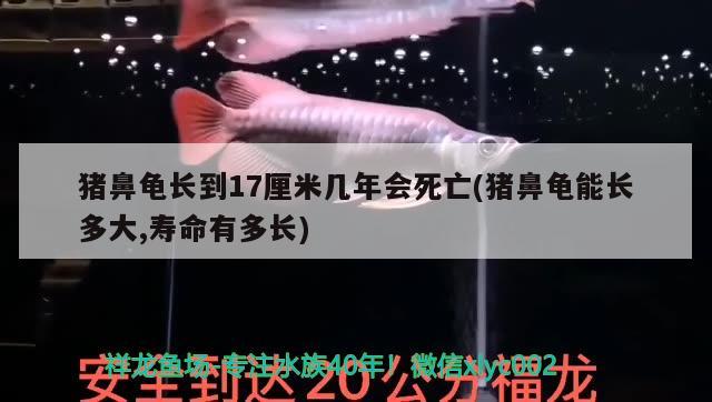 豬鼻龜長到17厘米幾年會(huì)死亡(豬鼻龜能長多大,壽命有多長)