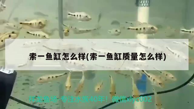 索一魚缸怎么樣(索一魚缸質(zhì)量怎么樣)