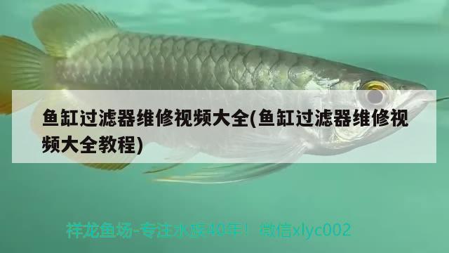 魚缸過濾器維修視頻大全(魚缸過濾器維修視頻大全教程) 祥龍進(jìn)口元寶鳳凰魚