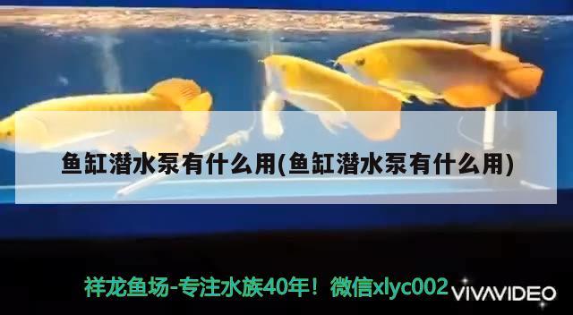 魚缸潛水泵有什么用(魚缸潛水泵有什么用) 黃金斑馬魚