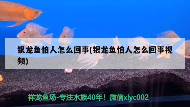 銀龍魚怕人怎么回事(銀龍魚怕人怎么回事視頻)