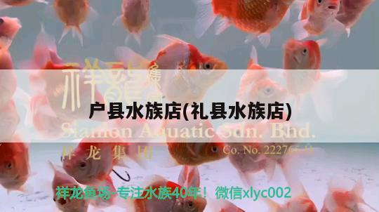 戶縣水族店(禮縣水族店) 觀賞魚魚苗