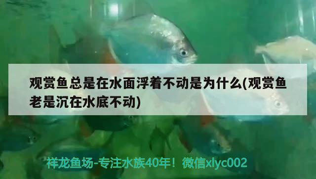 觀賞魚總是在水面浮著不動是為什么(觀賞魚老是沉在水底不動) 夢幻雷龍魚