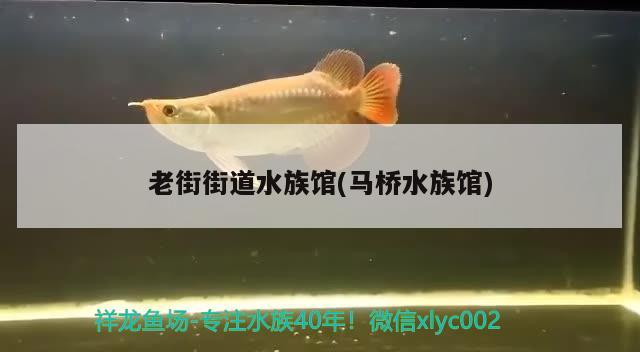 老街街道水族館(馬橋水族館) 委內瑞拉奧里諾三間魚苗