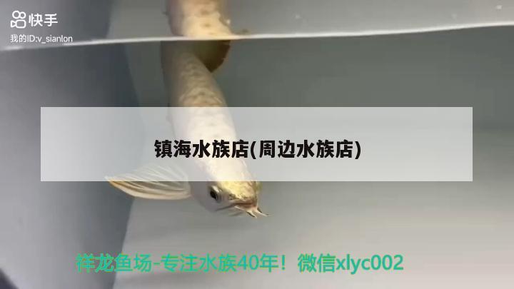 鎮(zhèn)海水族店(周邊水族店) 慈雕魚