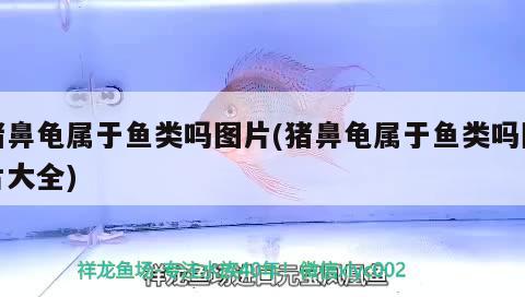 豬鼻龜屬于魚類嗎圖片(豬鼻龜屬于魚類嗎圖片大全) 豬鼻龜