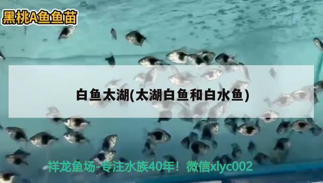 白魚太湖(太湖白魚和白水魚) 除藻劑