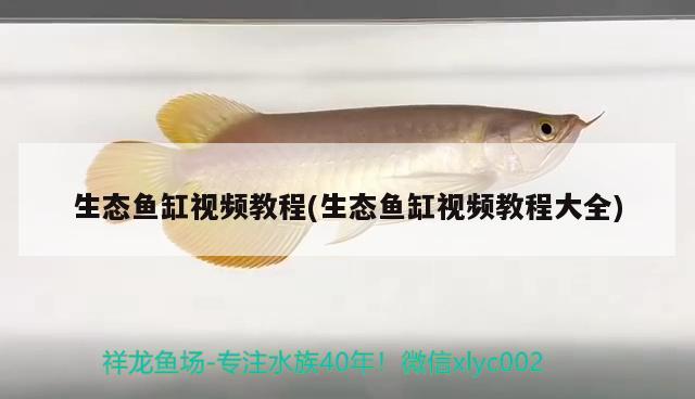 生態(tài)魚缸視頻教程(生態(tài)魚缸視頻教程大全)